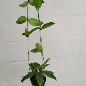 Hoya dasyantha pink Vietnam (large)