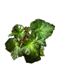 Begonia deco daddy Hybrid - Image 2