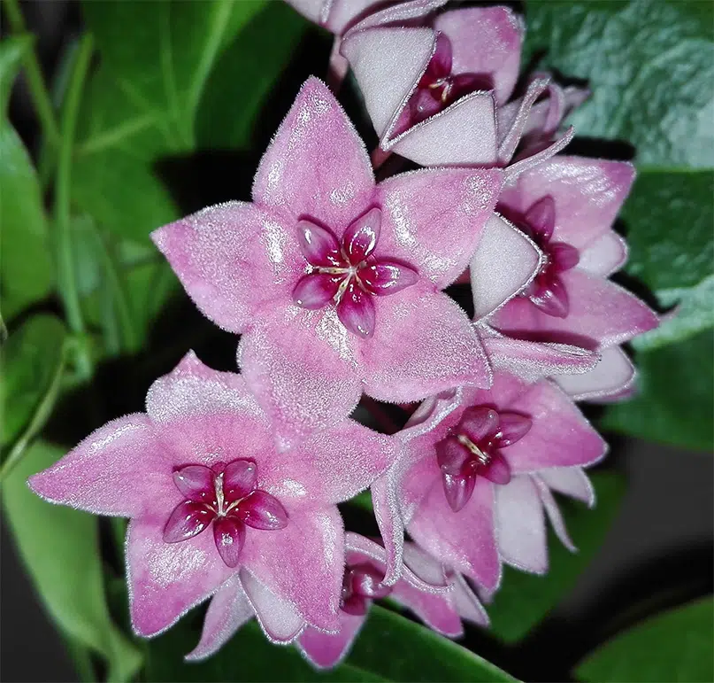 Hoya dennisii (large) - Image 2