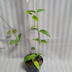 Hoya dennisii (large)