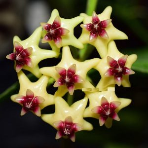 Hoya densifolia dark form ( rooted cutting )