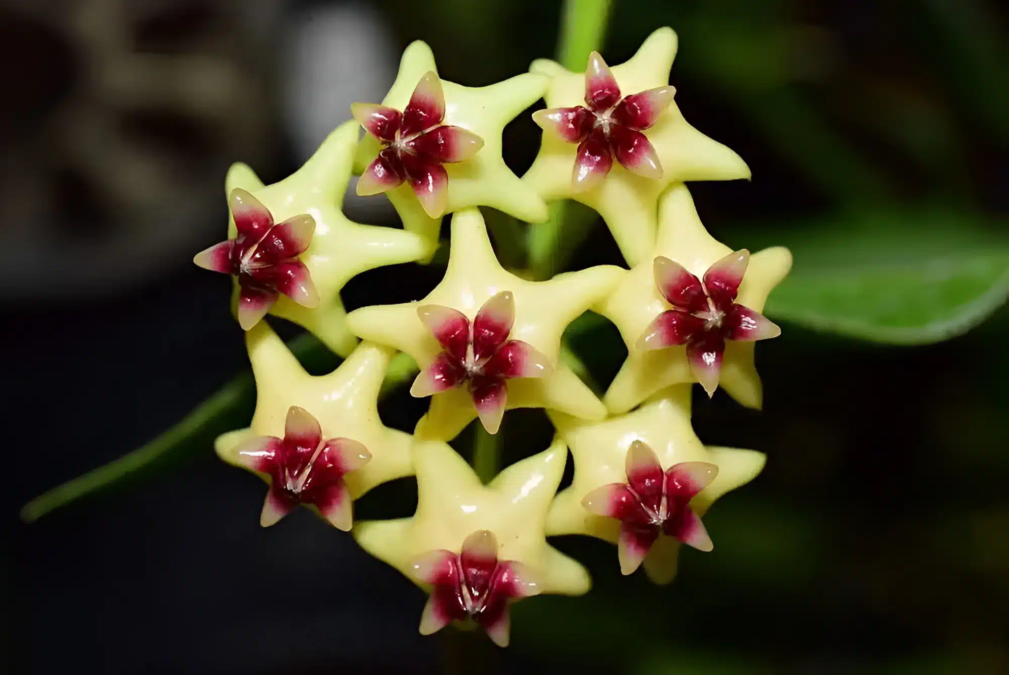 Hoya Deykei (large) - Image 2