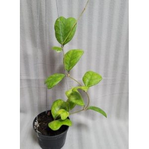 Hoya Deykei (large)