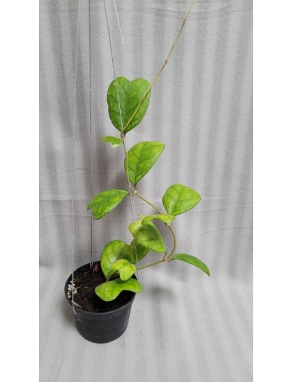 Hoya Deykei (large)
