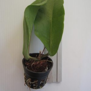 Hoya dimorpha (large)