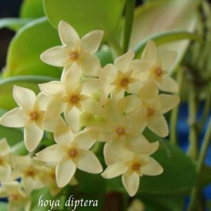 Hoya diptera ( rooted cutting )