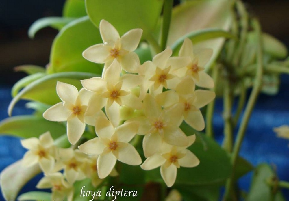 Hoya diptera ( rooted cutting )