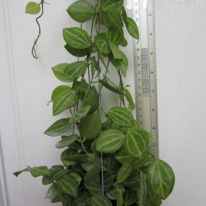 Dischidia ovata(large)