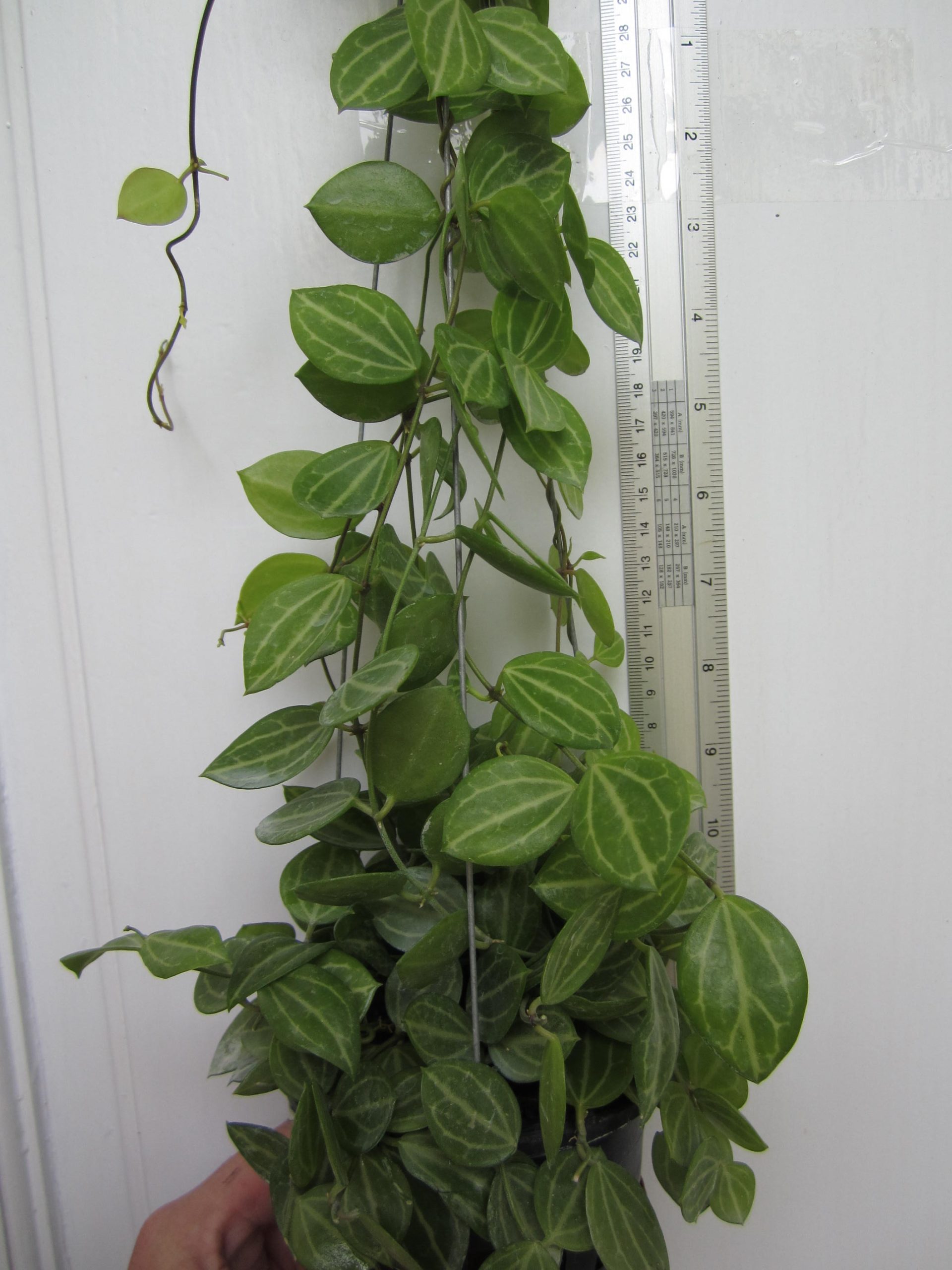 Dischidia ovata(large)