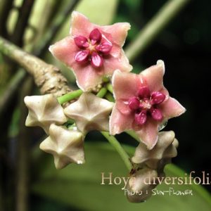 Hoya diversifolia ( rooted cutting )
