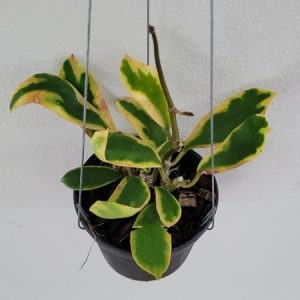 Hoya diversifolia variegata (large)