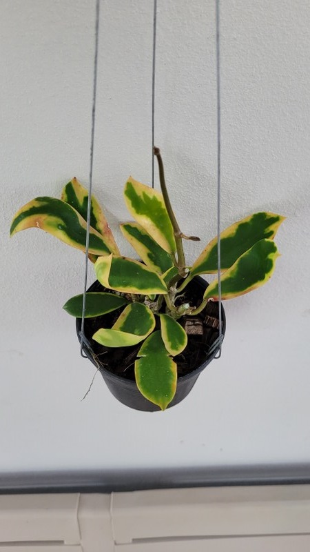 Hoya diversifolia variegata (large)