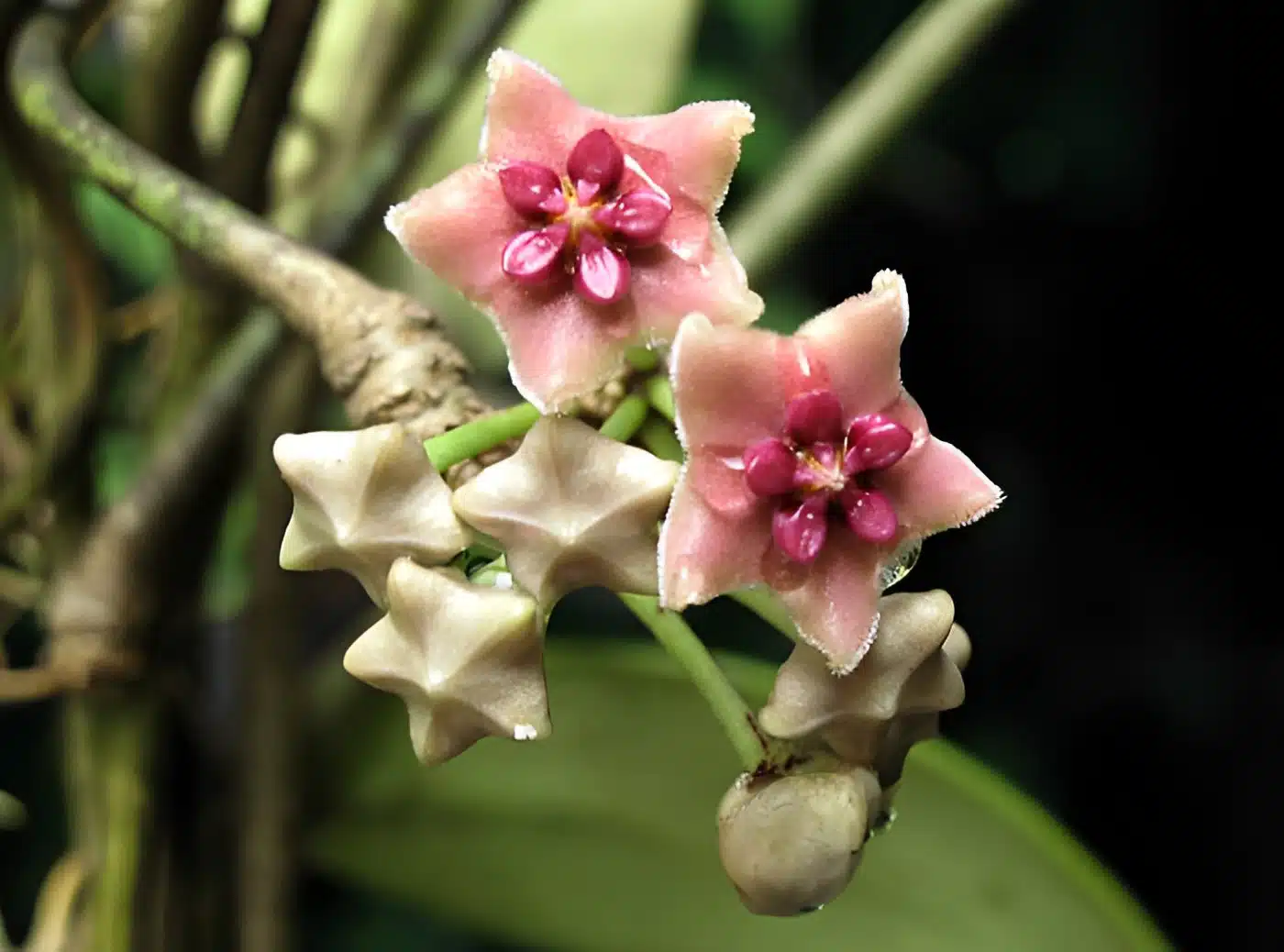 Hoya diversifolia variegata (large) - Image 2