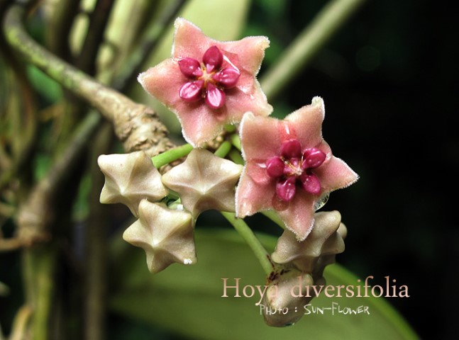 Hoya diversifolia ( rooted cutting )