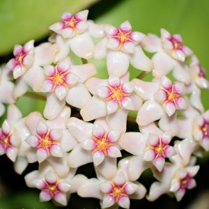 Hoya dolichosparte pink ( rooted cutting )