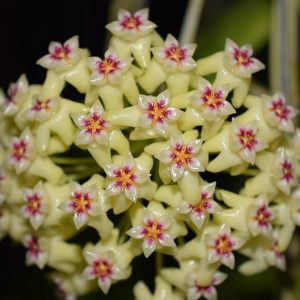 Hoya dolichosparte (large)