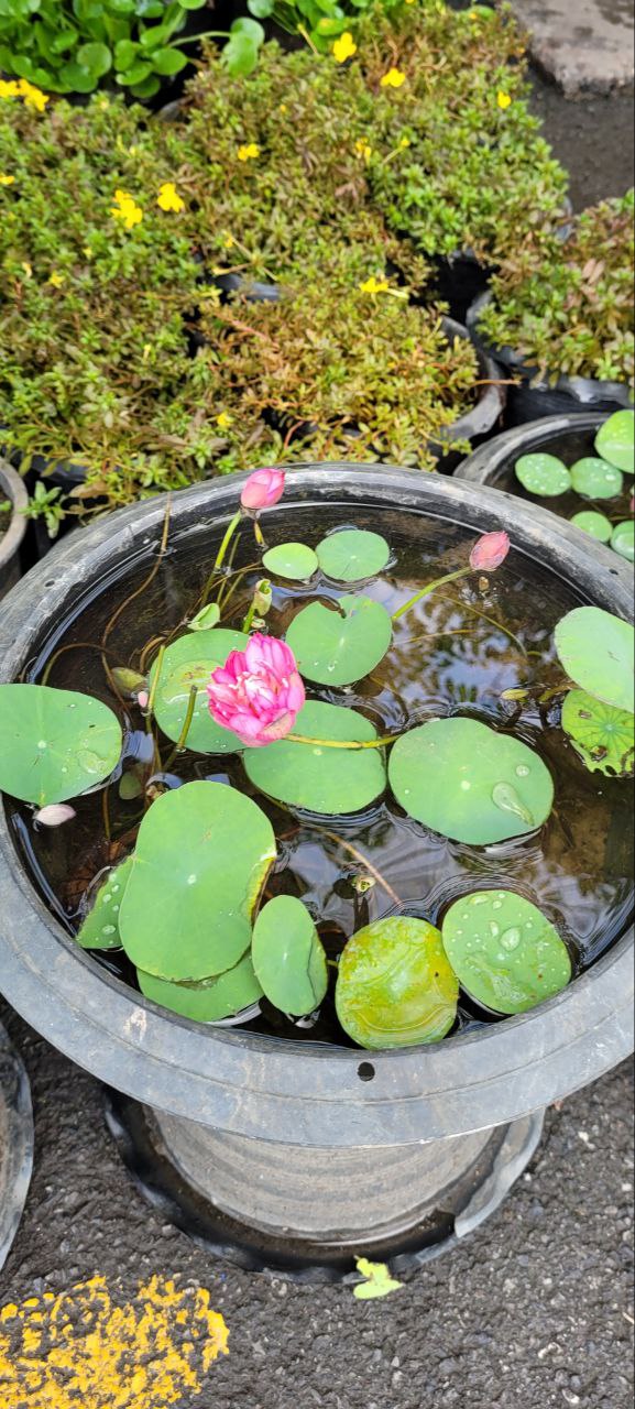 Nelumbo nucifer Dwarf !!!