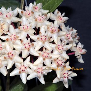 Hoya elliptica ( rooted cutting )