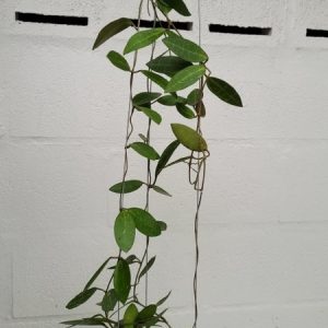 Hoya elliptica black petiole (large)