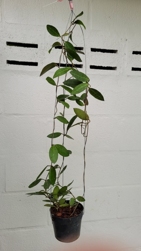 Hoya elliptica black petiole (large)