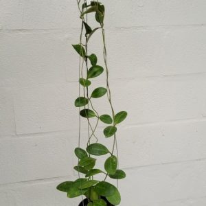Hoya elliptica oval leaves (large)