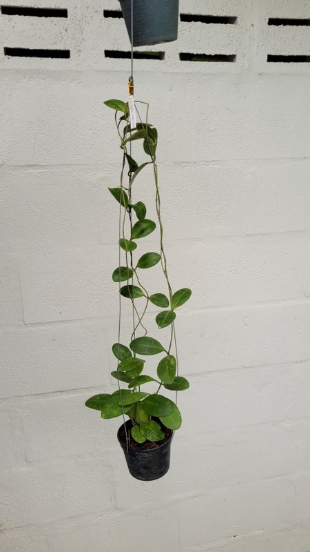 Hoya elliptica oval leaves (large)