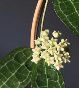 Hoya elliptica philippines big leaves  ( rooted cutting )