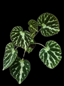 Begonia emerald jewel Hybrid