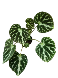 Begonia emerald jewel Hybrid - Image 2