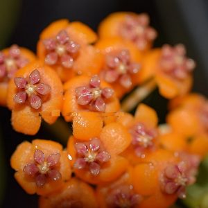 Hoya endauensis ( rooted cutting )