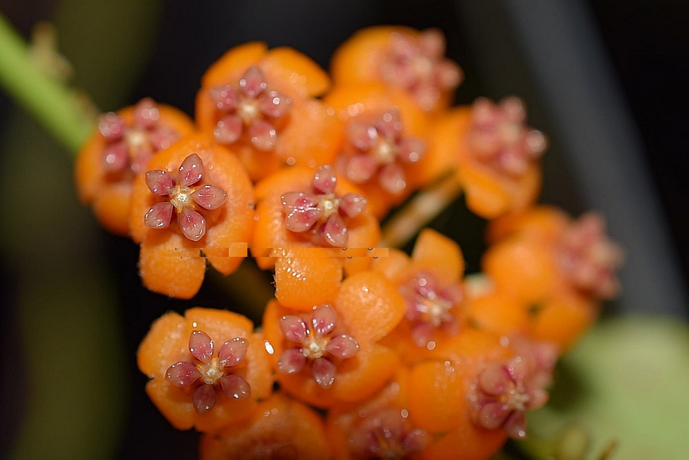 Hoya endauensis ( rooted cutting )