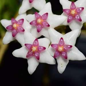 Hoya engleriana ( rooted cutting )