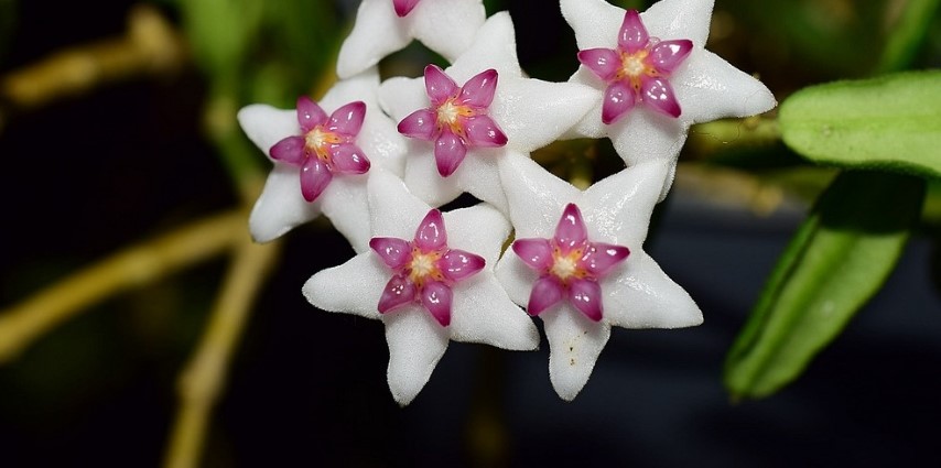 Hoya engleriana ( rooted cutting )