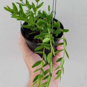 Hoya engleriana (large)
