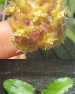 Hoya erythrostemma Khao Yai (Large)