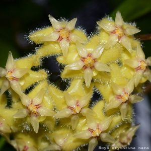 Hoya erythrina long leaves (large)
