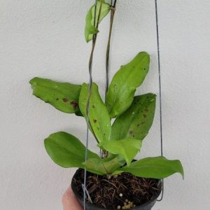 Hoya erythrina (large)