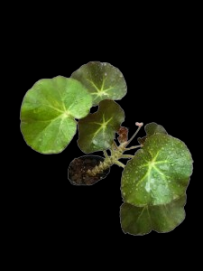 Begonia erythrophylla .botanical