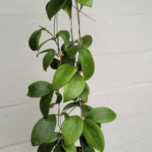 Hoya erythrostemma IML 1425 (large)