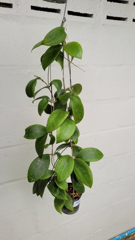 Hoya erythrostemma IML 1425 (large)