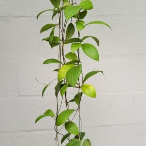 Hoya erythrostemma QSBG (large)