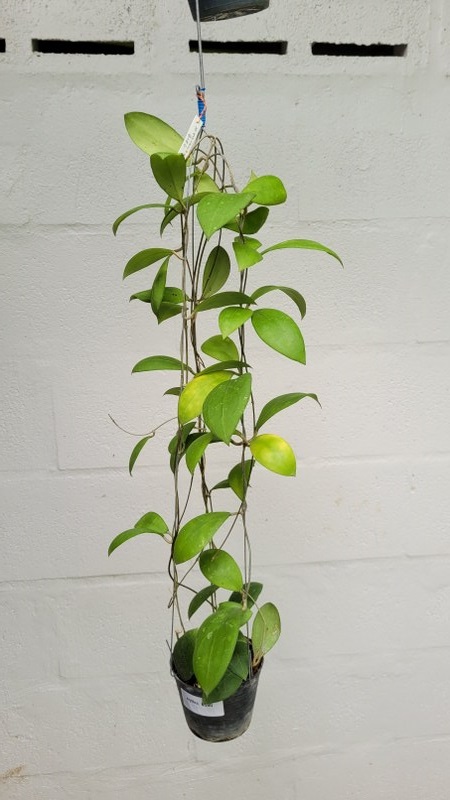 Hoya densifolia dark form (large)