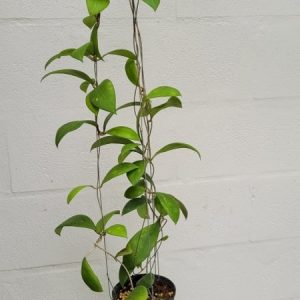 Hoya erythrostemma UT048 (large)