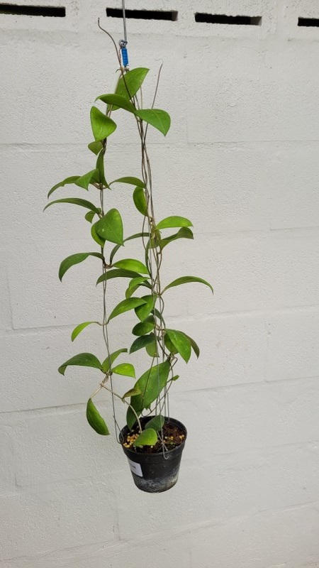 Hoya erythrostemma UT048 (large)