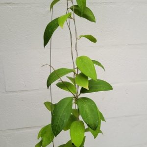 Hoya erythrostemma sukkirin Naratiwat (large)