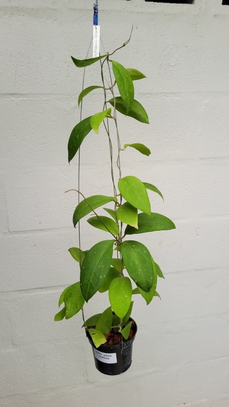 Hoya erythrostemma sukkirin Naratiwat (large)