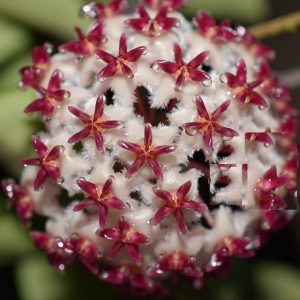 Hoya erythrostemma QSBG ( rooted cutting )