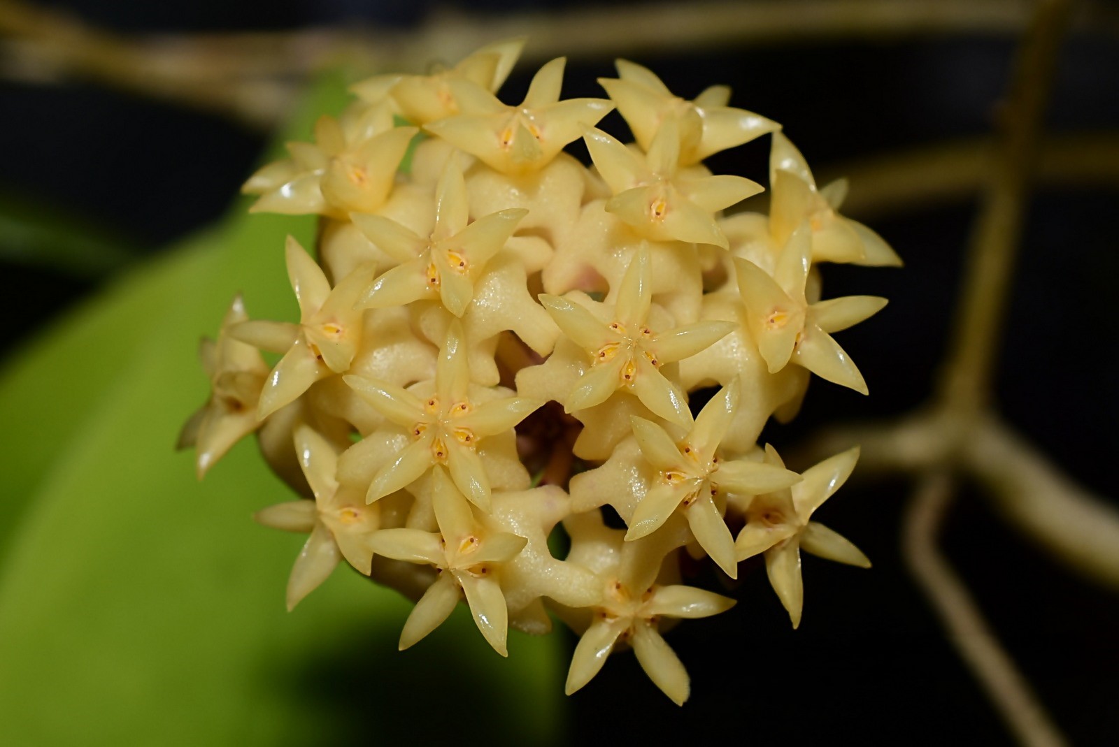 Hoya erythrostemma aff Sumatra (large) - Image 2