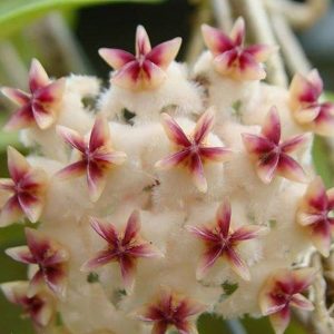 Hoya erythrostemma banglane ( rooted cutting )