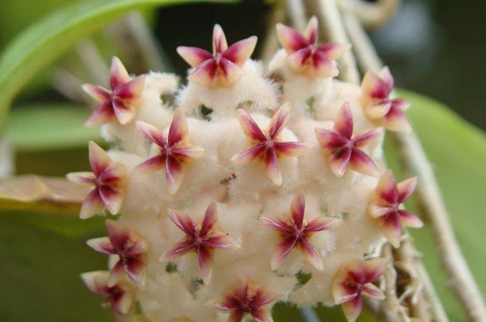 Hoya erythrostemma banglane ( rooted cutting )